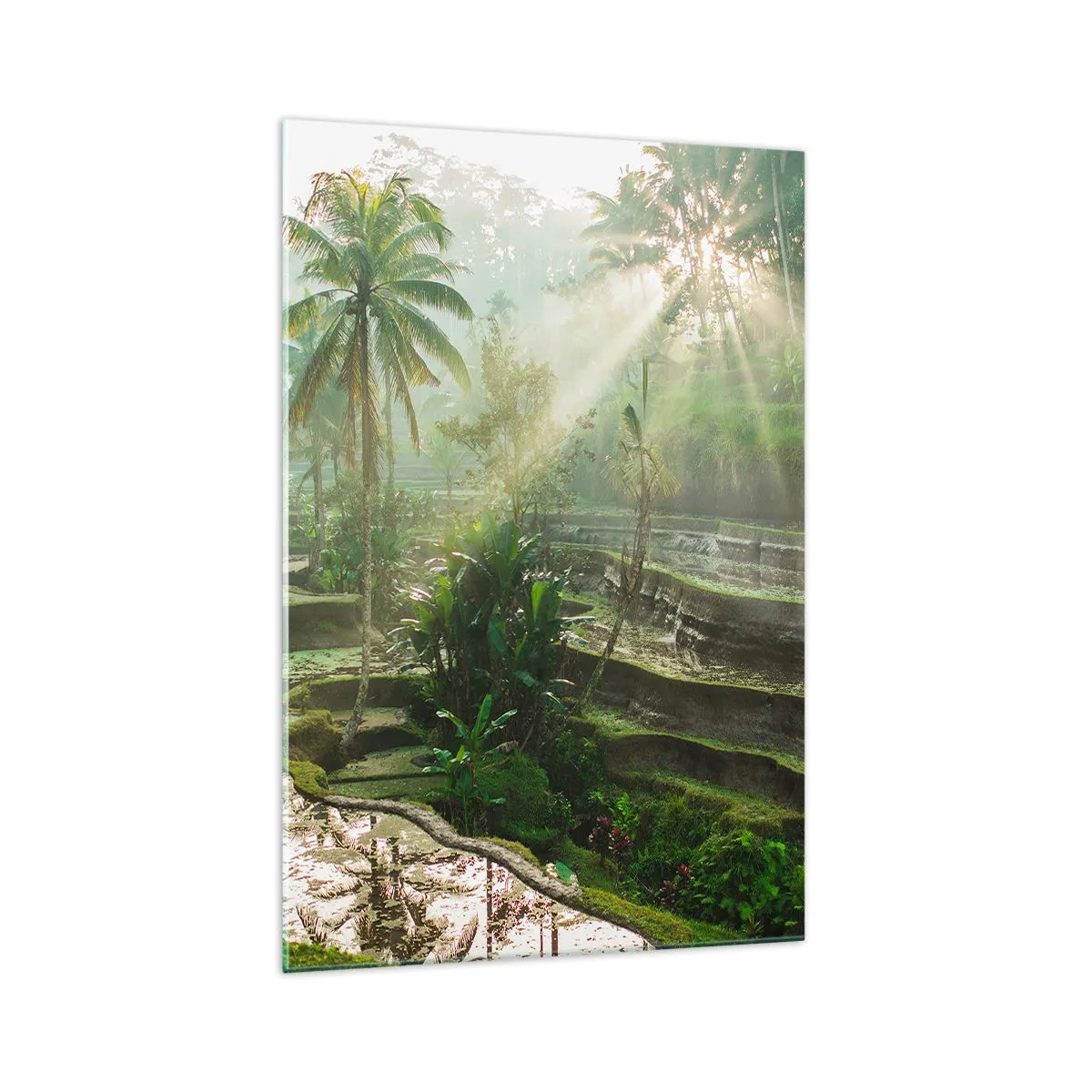 Billede på glas - Voksende op i solen - 70x100 cm