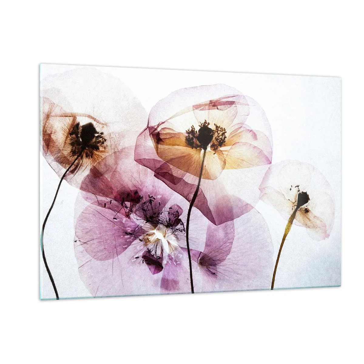 Billede på glas - Blomsterlegeme dias - 120x80 cm