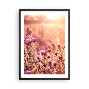Plakat i sort ramme - Et felt af lilla blomster i lyset af den nedgående sol - 50x70cm - Før sommeren er forbi - Moderne vægdekoration til stue og soveværelse ARTTOR