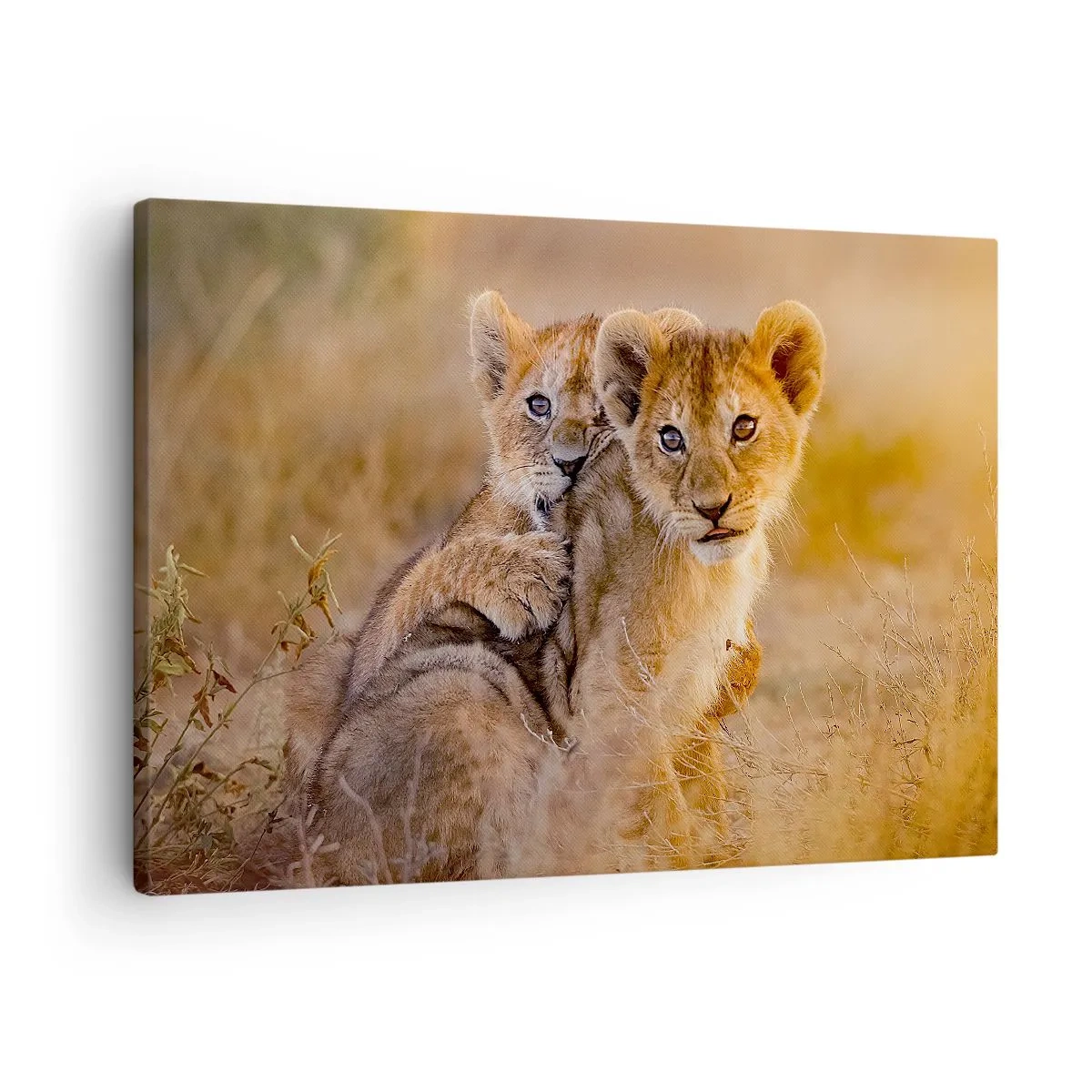 Lærredstryk - Billede på lærred - Bedårende løveunger i deres naturlige omgivelser - 70x50cm - Forstyr ikke! Vi har det sjovt - Moderne vægdekoration til stue og soveværelse ARTTOR