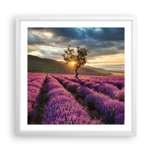 Plakat i hvid ramme - Lilla aroma - 50x50 cm