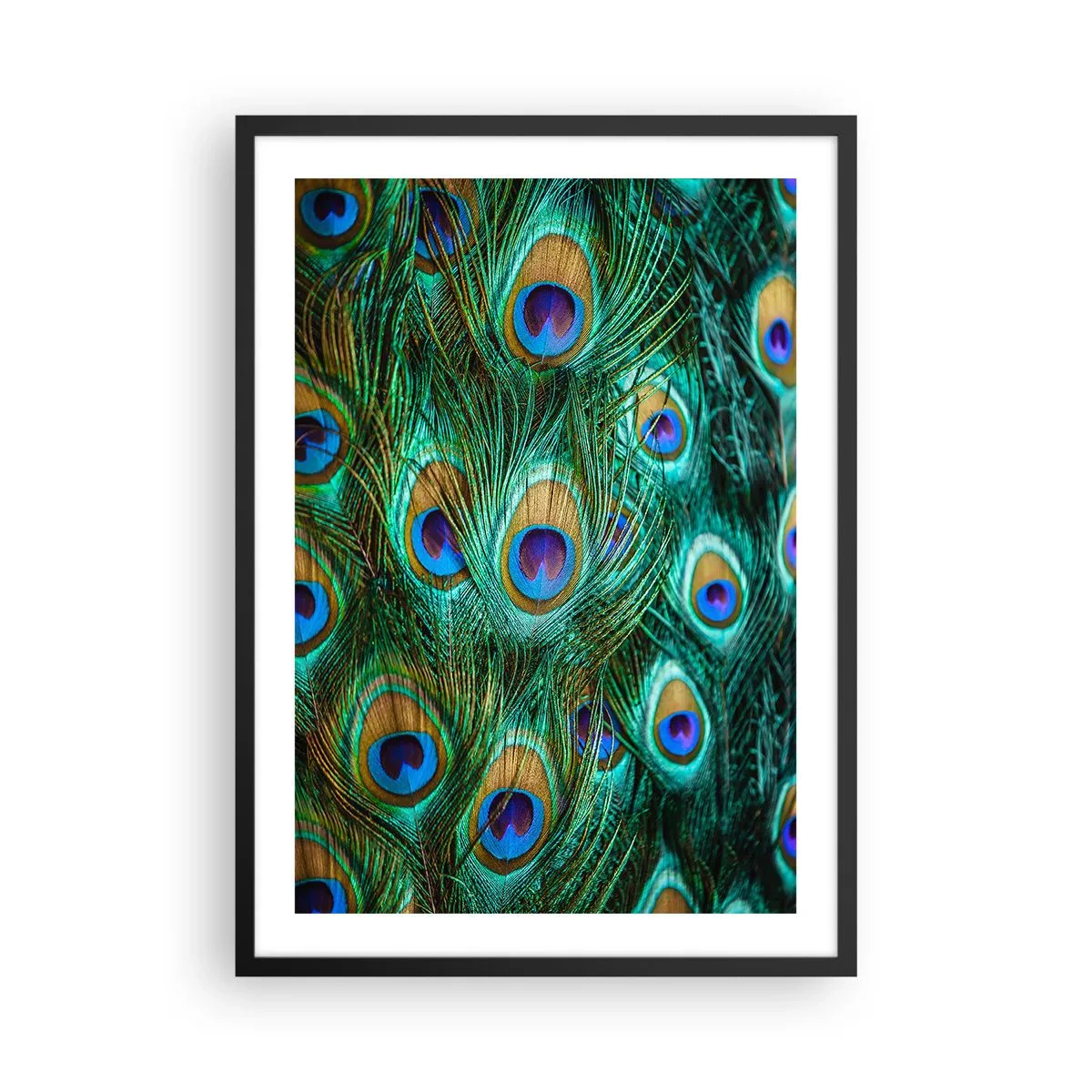Plakat i sort ramme - Påfuglefjer i intense farver - 50x70cm - En påfugls blik - Moderne vægdekoration til stue og soveværelse ARTTOR