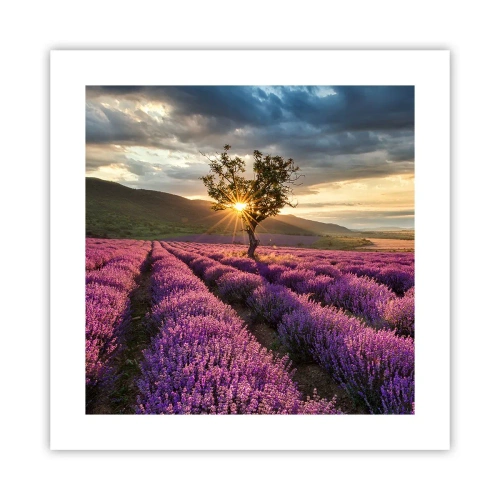 Plakat - Lilla aroma - 40x40 cm