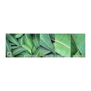 Prøve Fototapet Selvklæbende Deluxe Sticker - Saftig og frisk - Blade, Eukalyptus, Natur - 100x30 cm