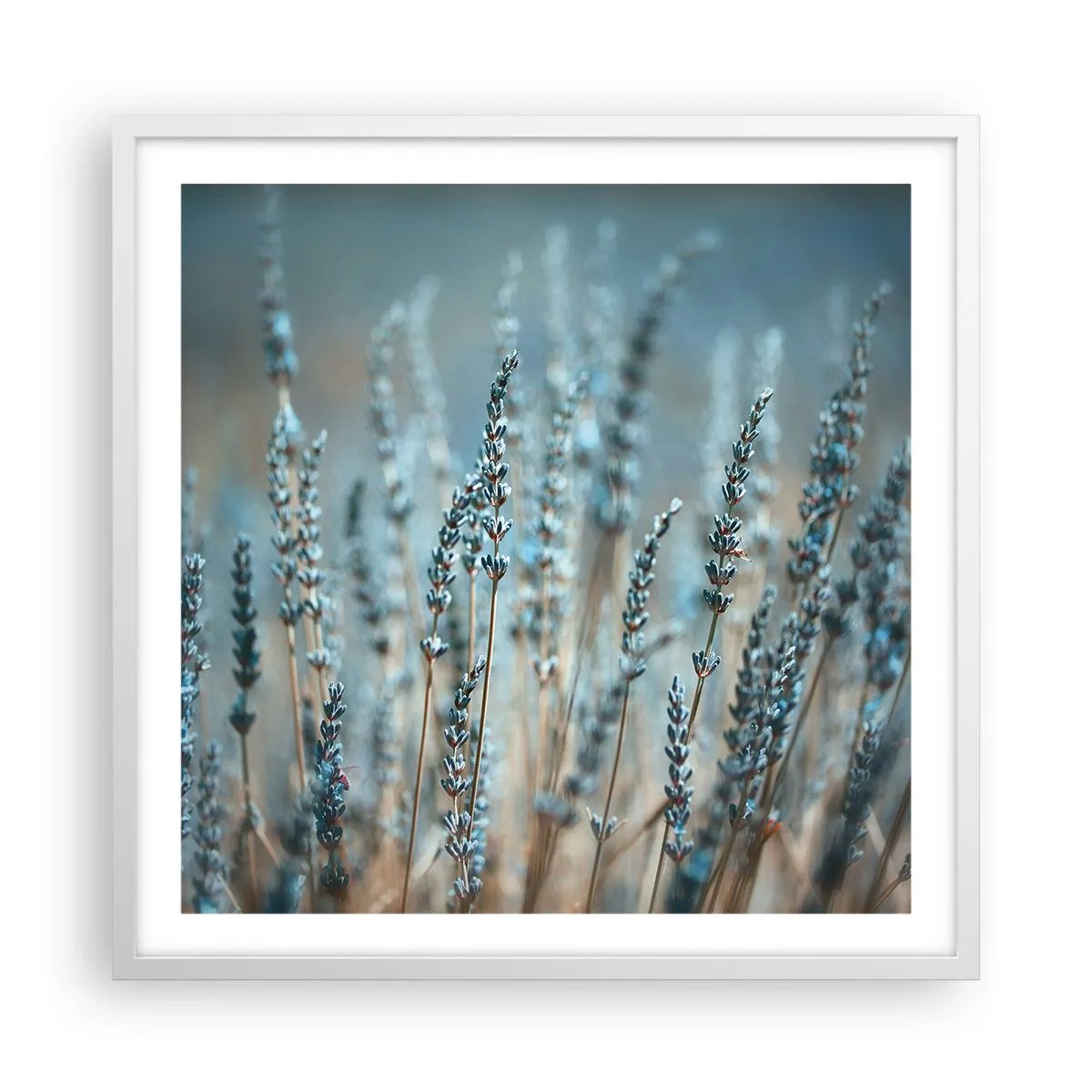 Plakat i hvid ramme - Duftende plet - 60x60 cm