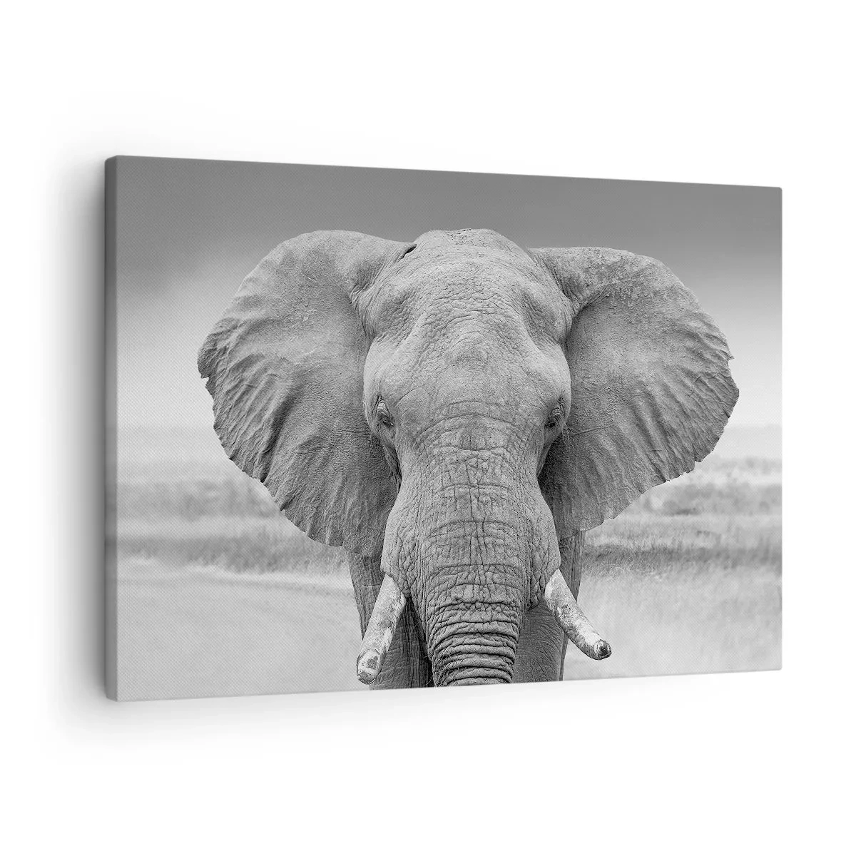 Lærredstryk - Billede på lærred - Portræt af en elefant i sort-hvid - 70x50cm - Velkommen til min verden - Moderne vægdekoration til stue og soveværelse ARTTOR