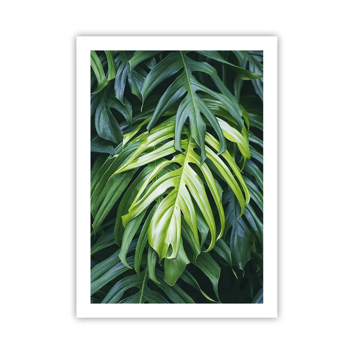 Plakat - Fordyb dig i friskhed - 50x70 cm