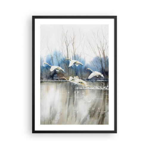 Plakat i sort ramme - En flok svaner, der flyder over vandet i malerisk stil - 50x70cm - Som i en fortælling om vilde svaner - Moderne vægdekoration til stue og soveværelse ARTTOR