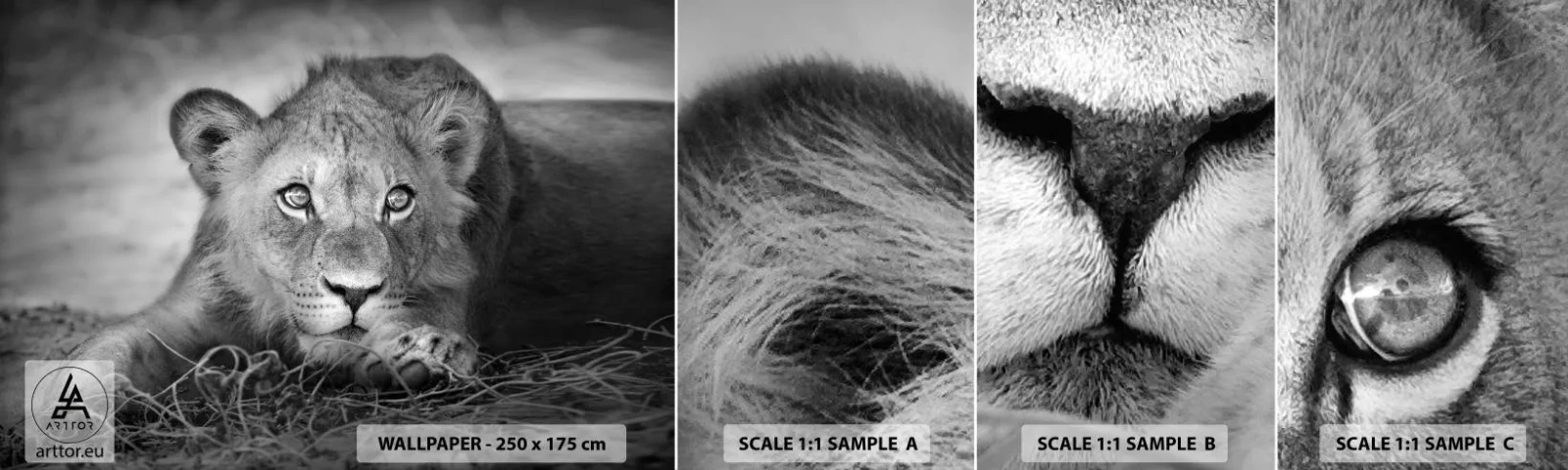 Fototapet Prøve Standard Eco - Kongelig hvalp - Dyr, Løve, Sort og hvid - 100x30 cm