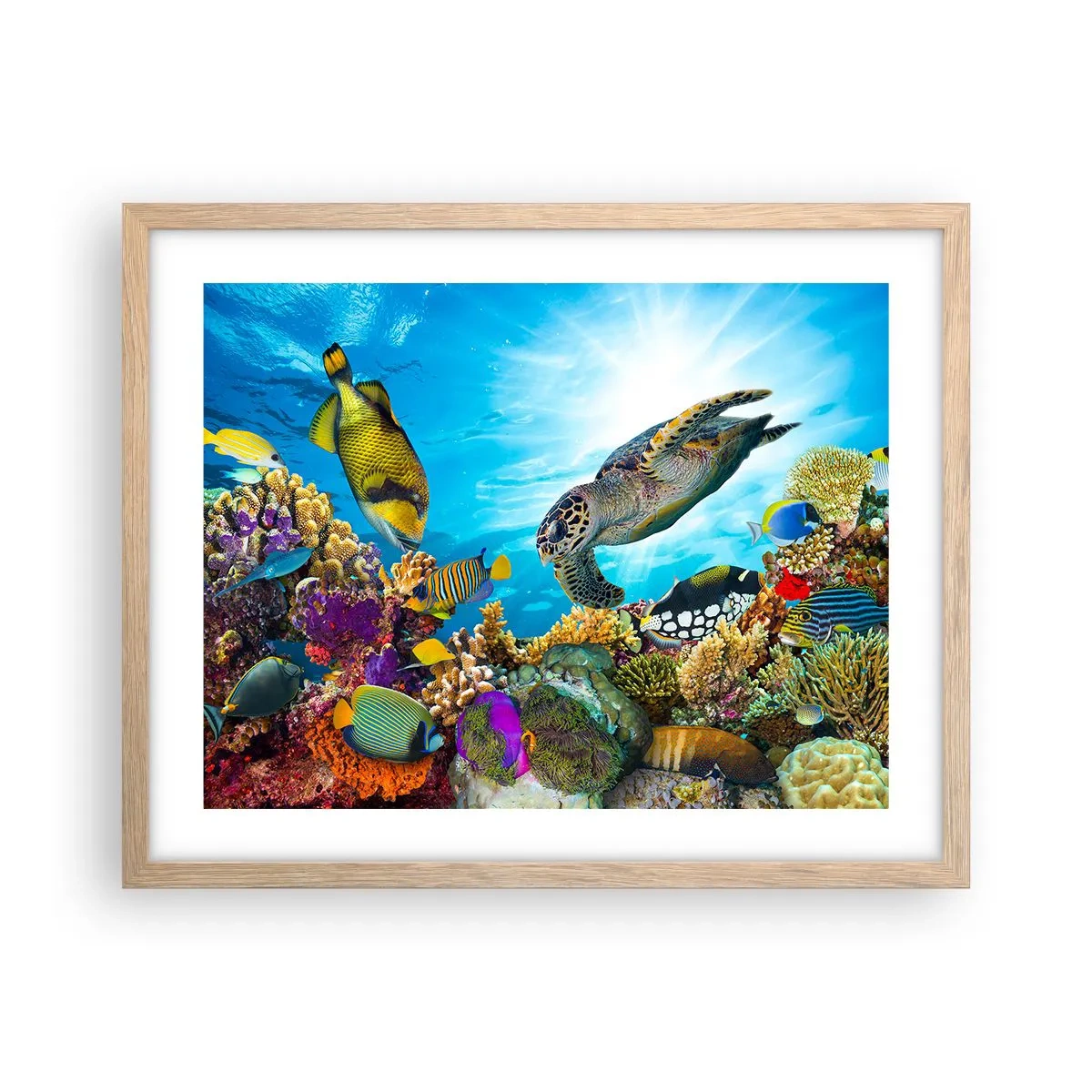 Plakat i ramme af lyst egetræ - Koralpromenade - 50x40 cm