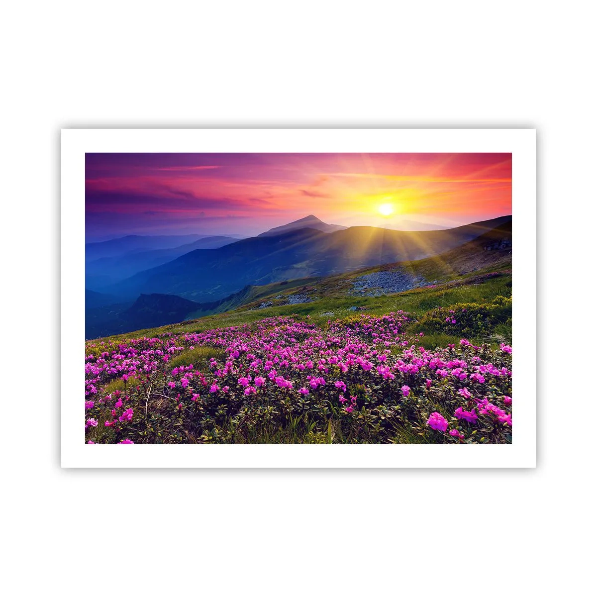 Plakat - ... Og rundt omkring dufter det af fyrretræer og krydderurter - 70x50 cm