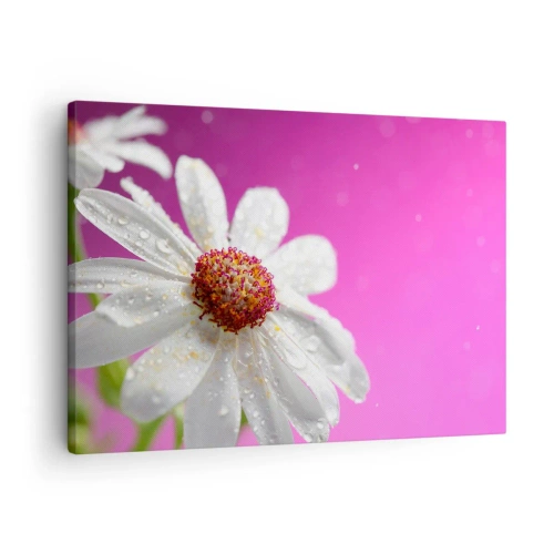 Lærredstryk - Billede på lærred - En hvid marguerit dækket med vanddråber på en lyserød baggrund - 70x50cm - Beskedent i sin skønhed - Moderne vægdekoration til stue og soveværelse ARTTOR