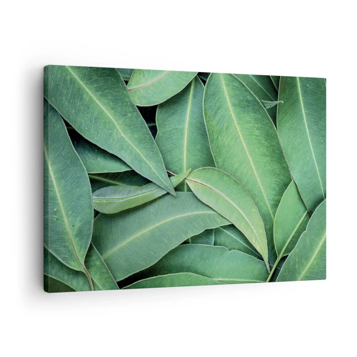 Lærredstryk - Billede på lærred - Nærbillede af grønne blade, der skaber et naturligt mønster - 70x50cm - Saftig og frisk - Moderne vægdekoration til stue og soveværelse ARTTOR