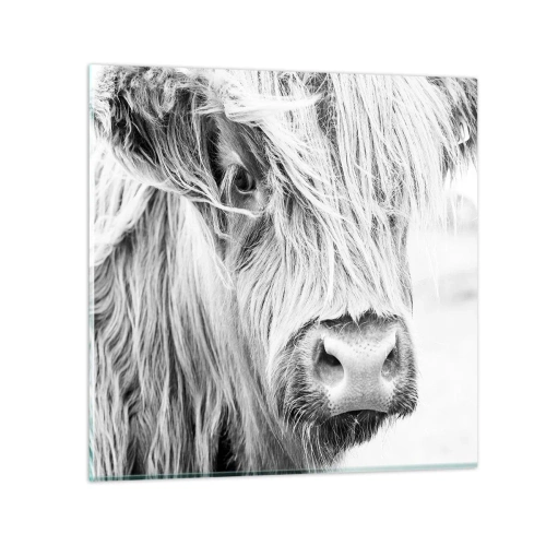 Billede på glas - Skotsk vildmark - 70x70 cm