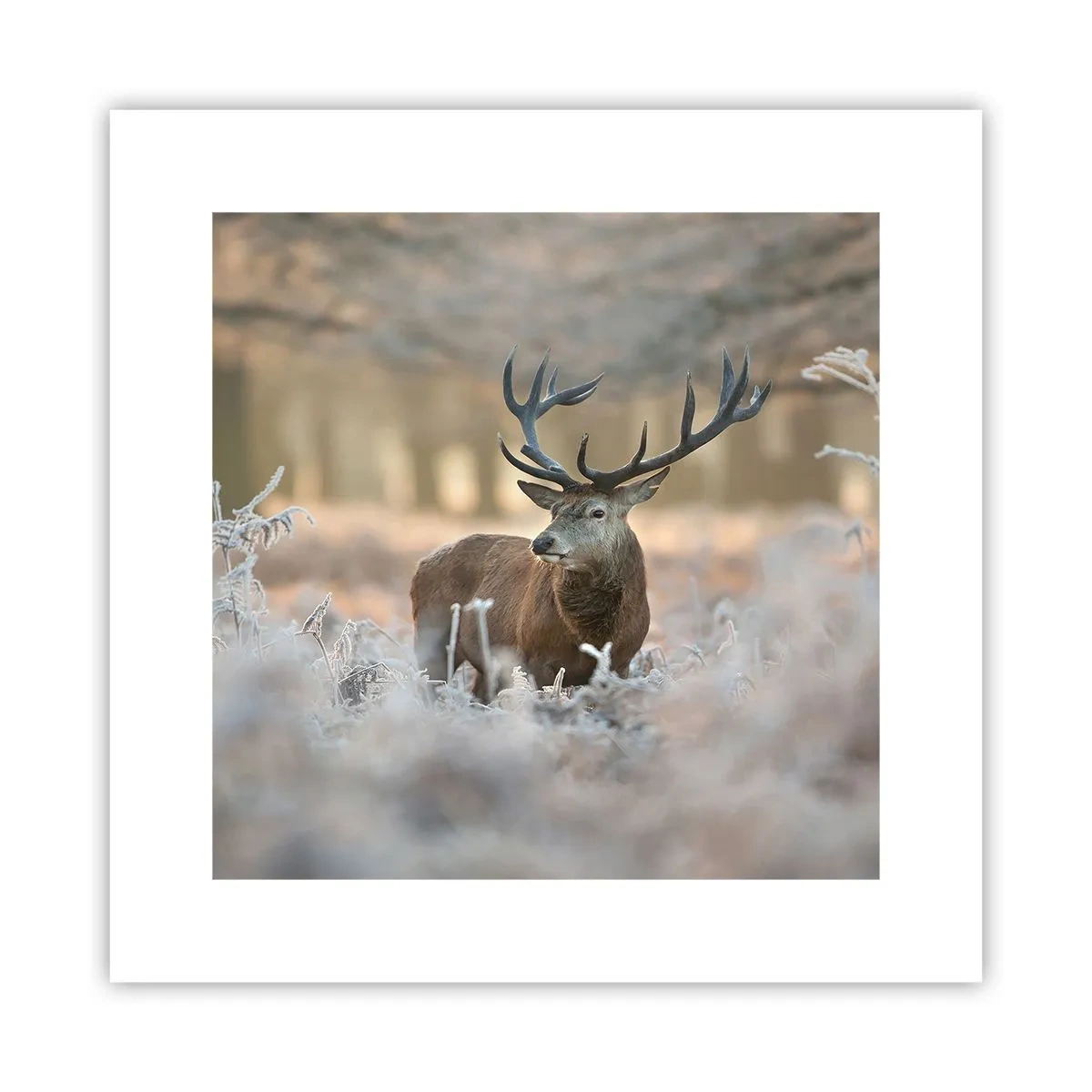 Plakat - En frisk morgen - 30x30 cm