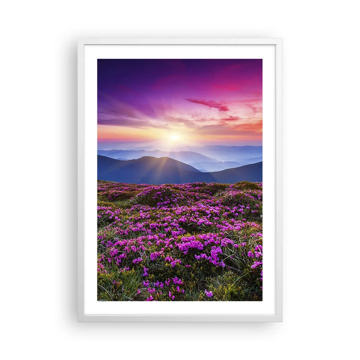 Plakat i hvid ramme - Urter duftede friske bundter fra niw - 50x70 cm