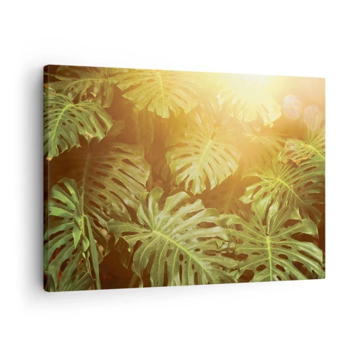 Lærredstryk - Billede på lærred - Monsterablade i sollys mod en naturlig baggrund - 70x50cm - Træd ind i det grønne... - Moderne vægdekoration til stue og soveværelse ARTTOR