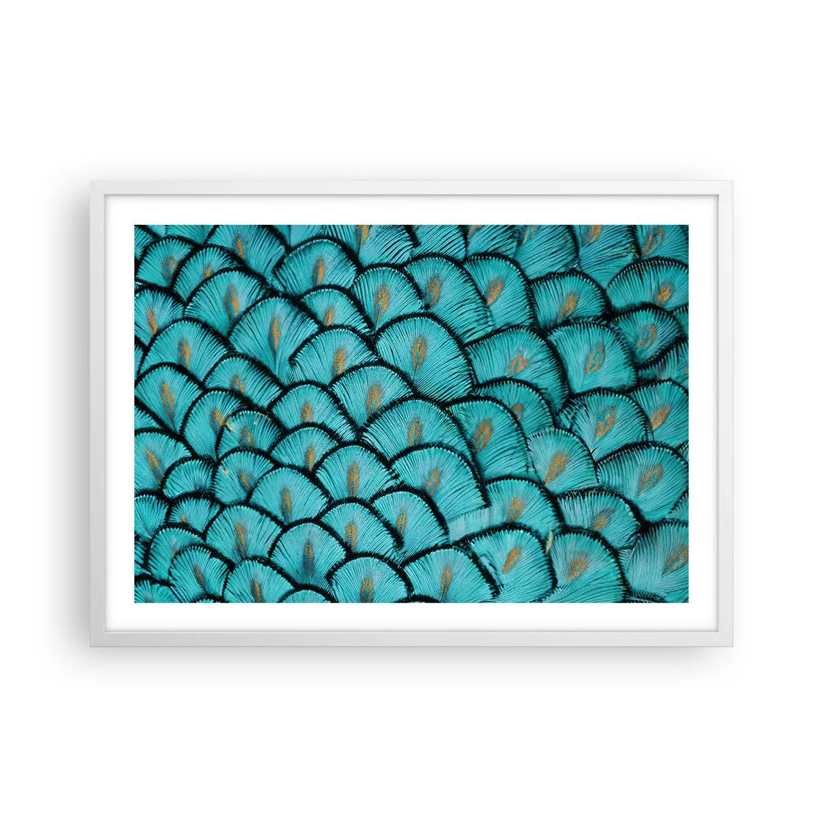 Plakat i hvid ramme - Den store fjer-galla - 70x50 cm