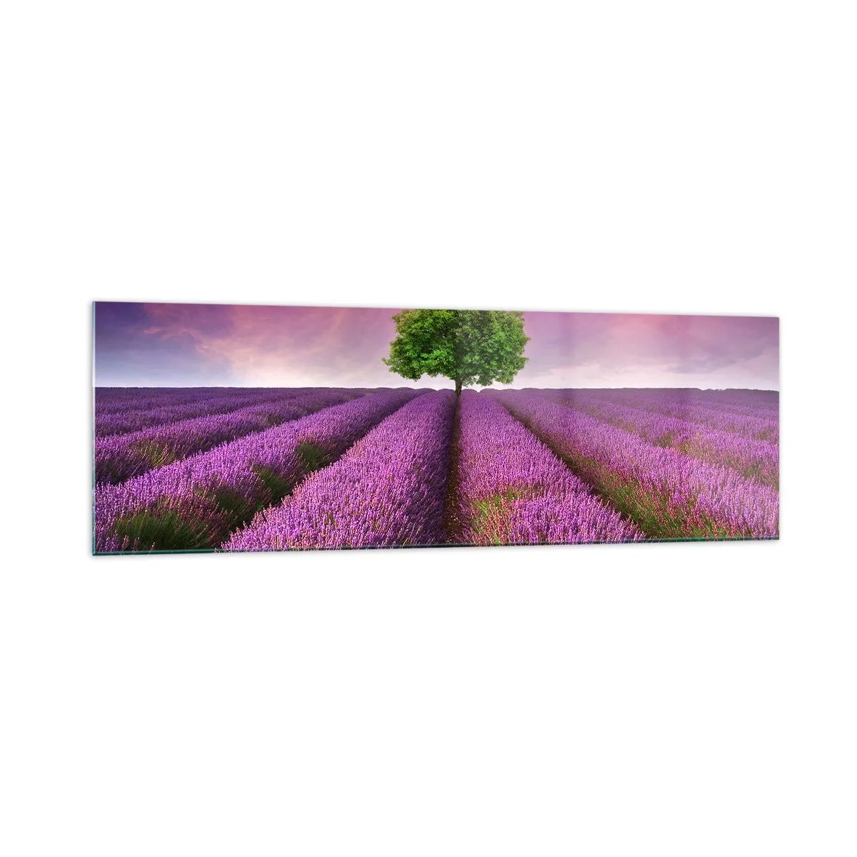Billede på glas - I lavendelmarker - 160x50 cm