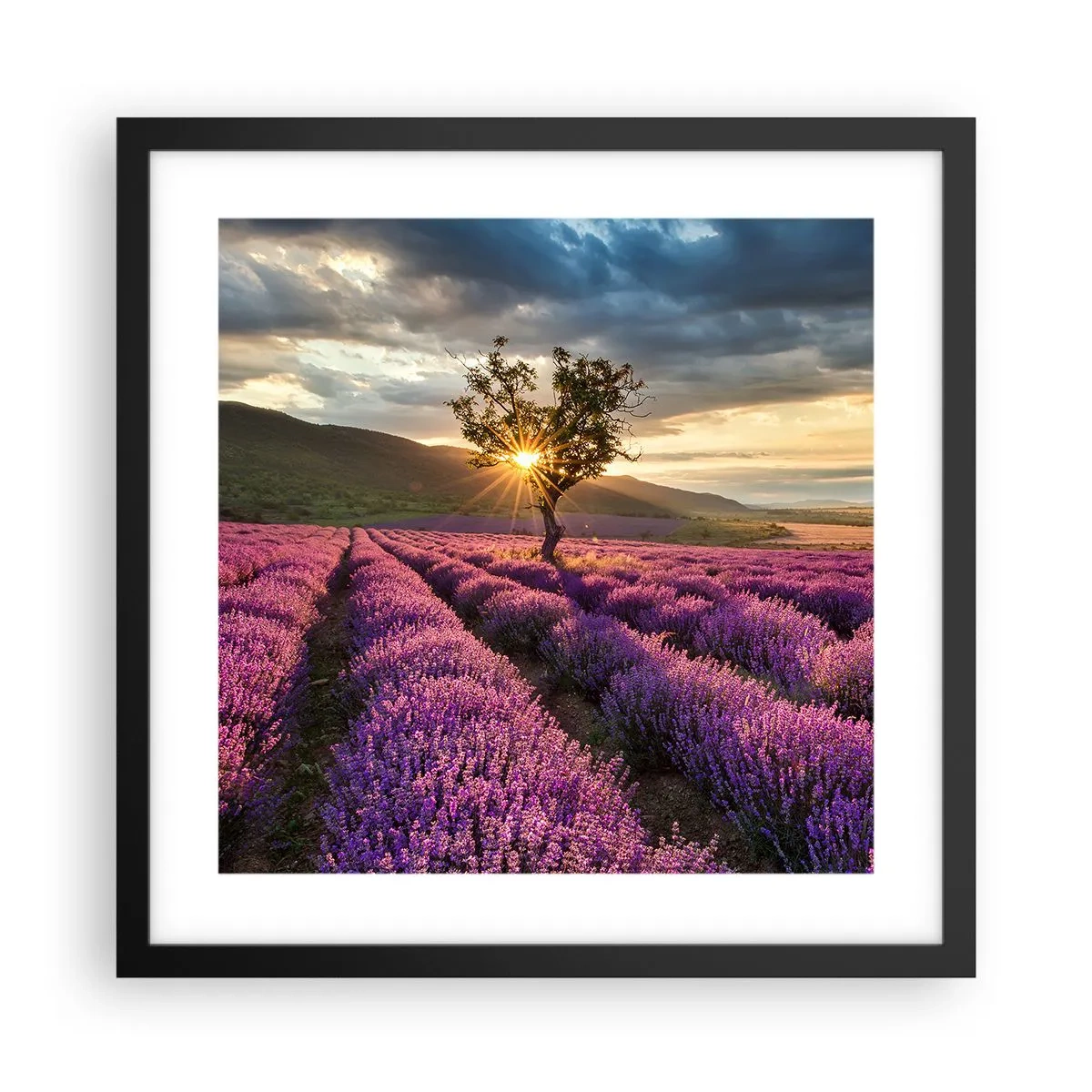Plakat i sort ramme - Lilla aroma - 40x40 cm