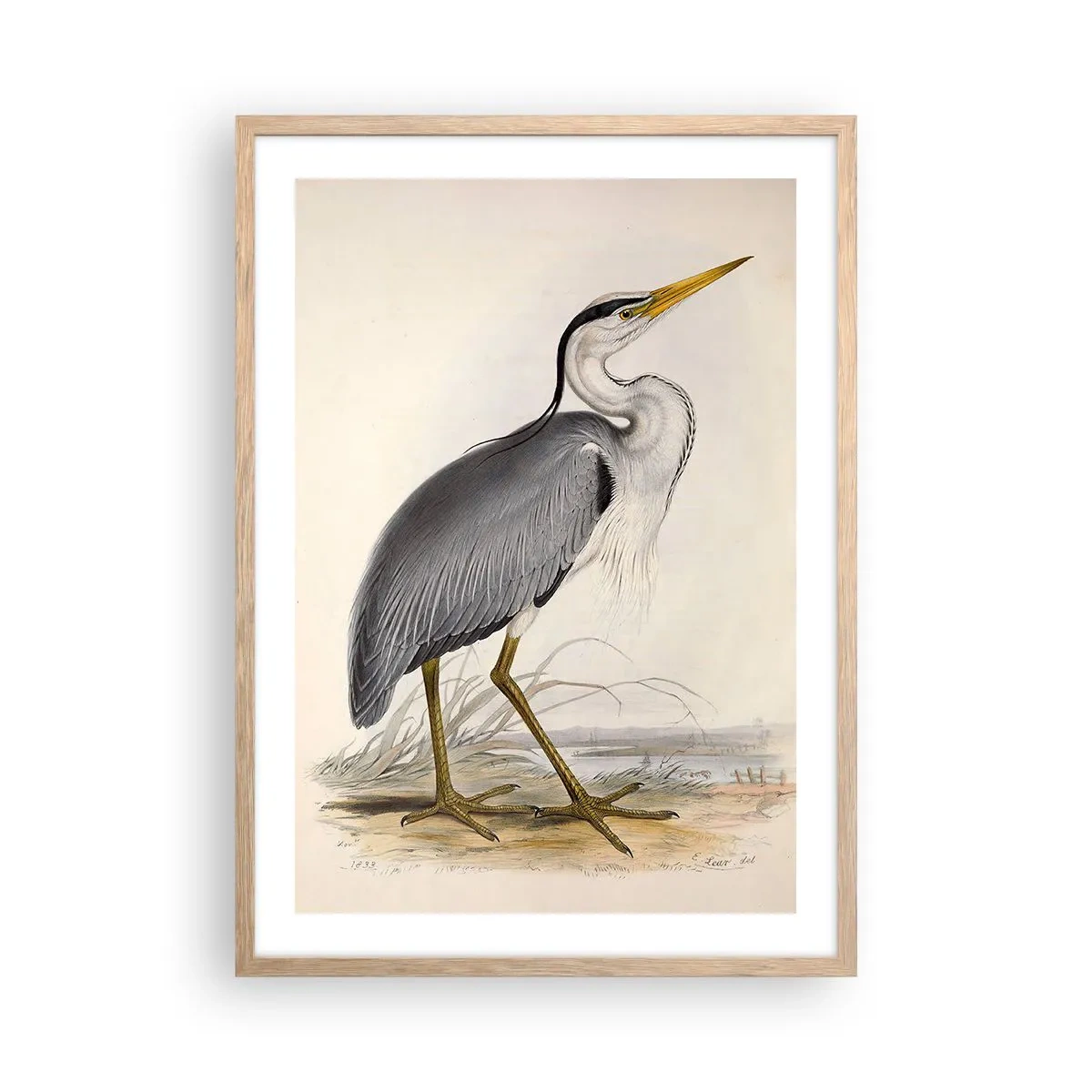 Plakat i ramme af lyst egetræ - Fiskehejre-charme - 50x70 cm