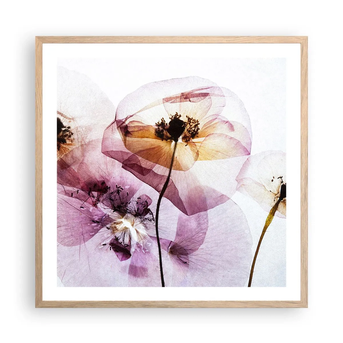 Plakat i ramme af lyst egetræ - Blomsterlegeme dias - 60x60 cm