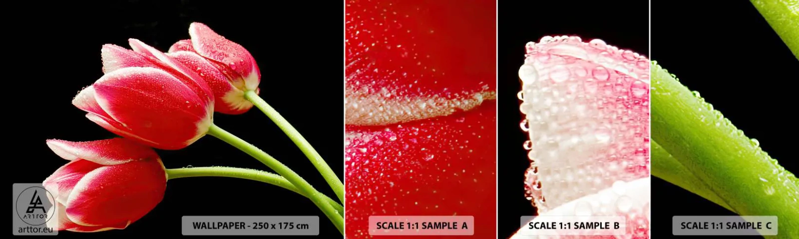 Fototapet Prøve Standard Eco - Løftet om ren kærlighed - Blomster, Tulipaner, Natur - 100x30 cm