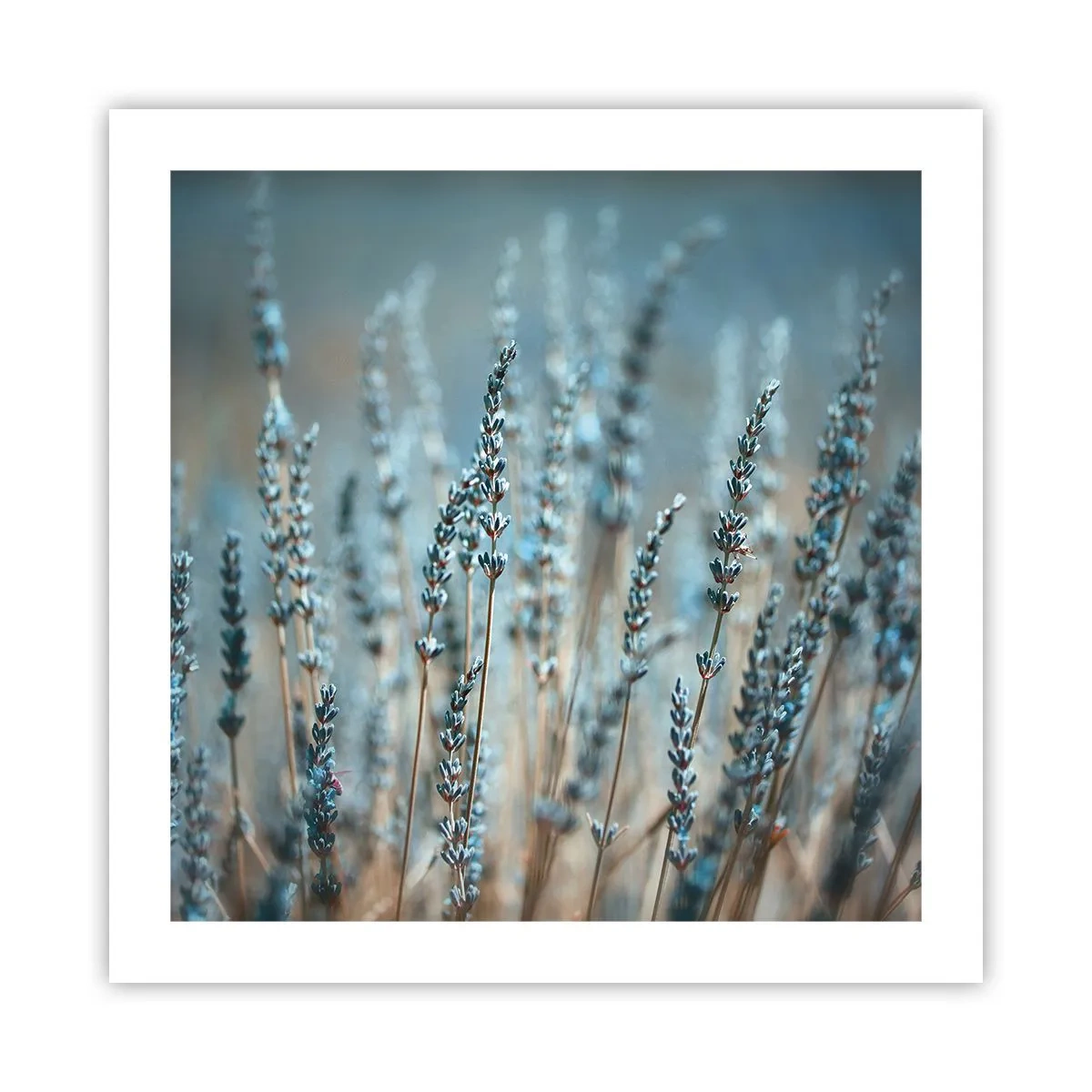 Plakat - Duftende plet - 50x50 cm