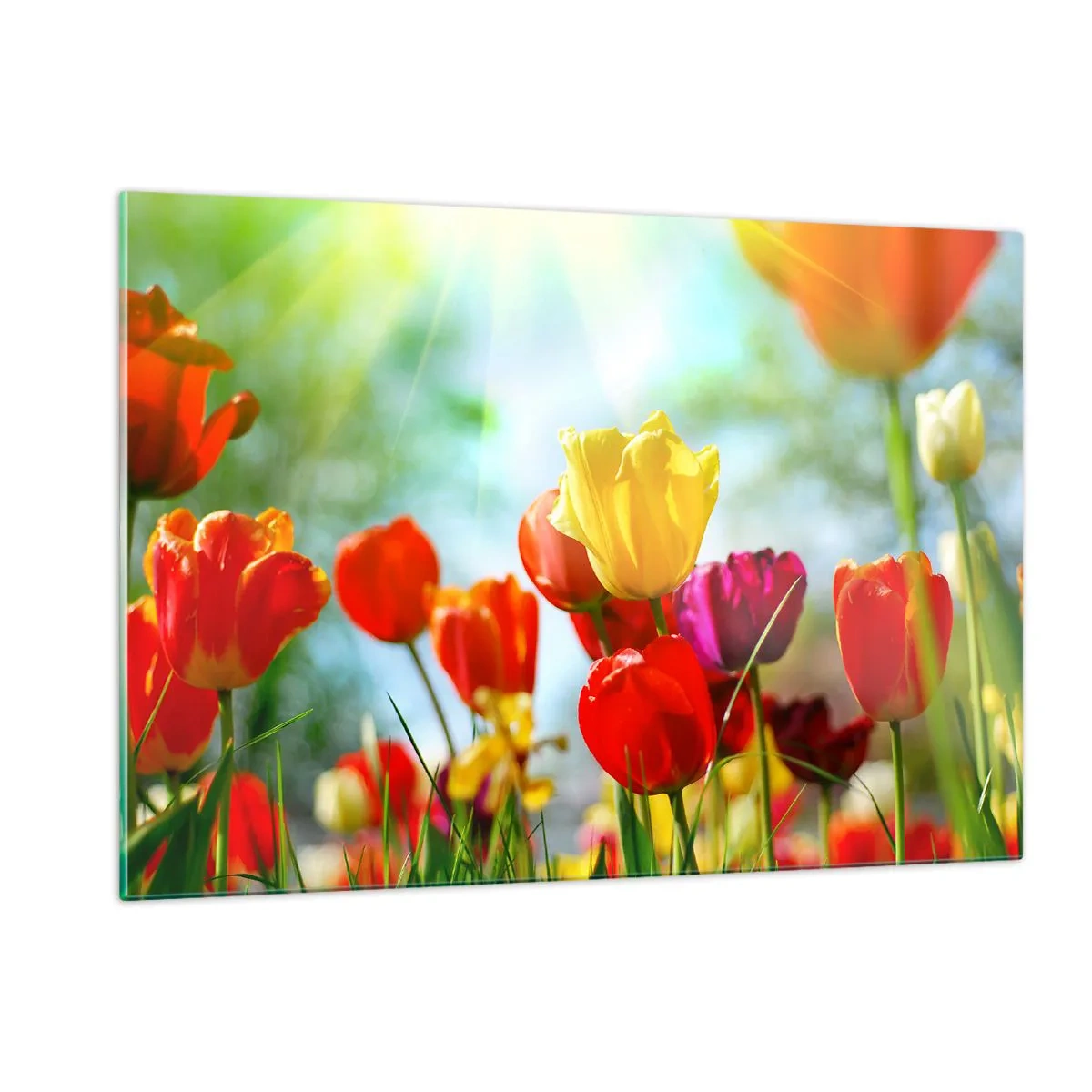 Billede på glas - Alle solens farver - 120x80 cm