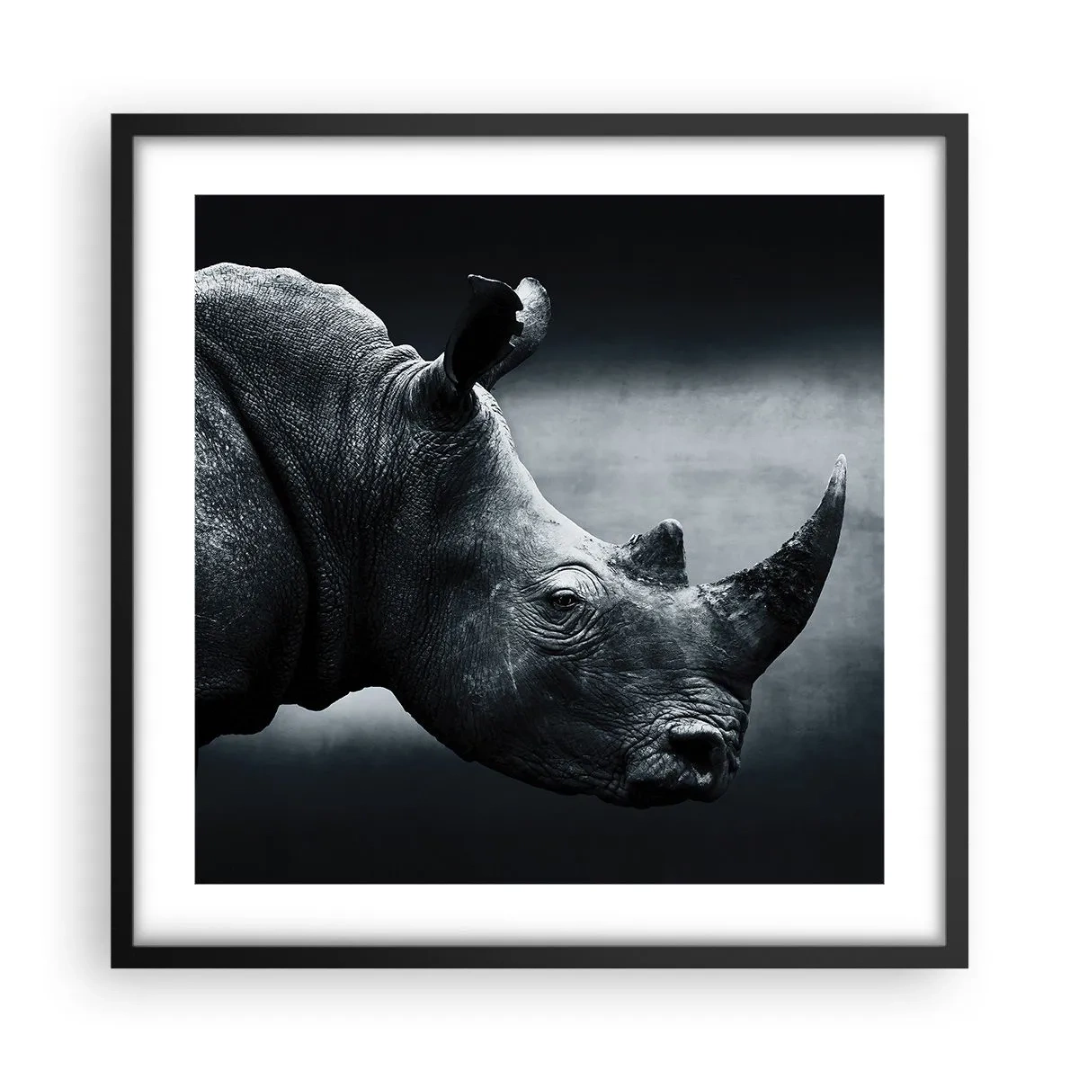 Plakat i sort ramme - Højre profil - 50x50 cm