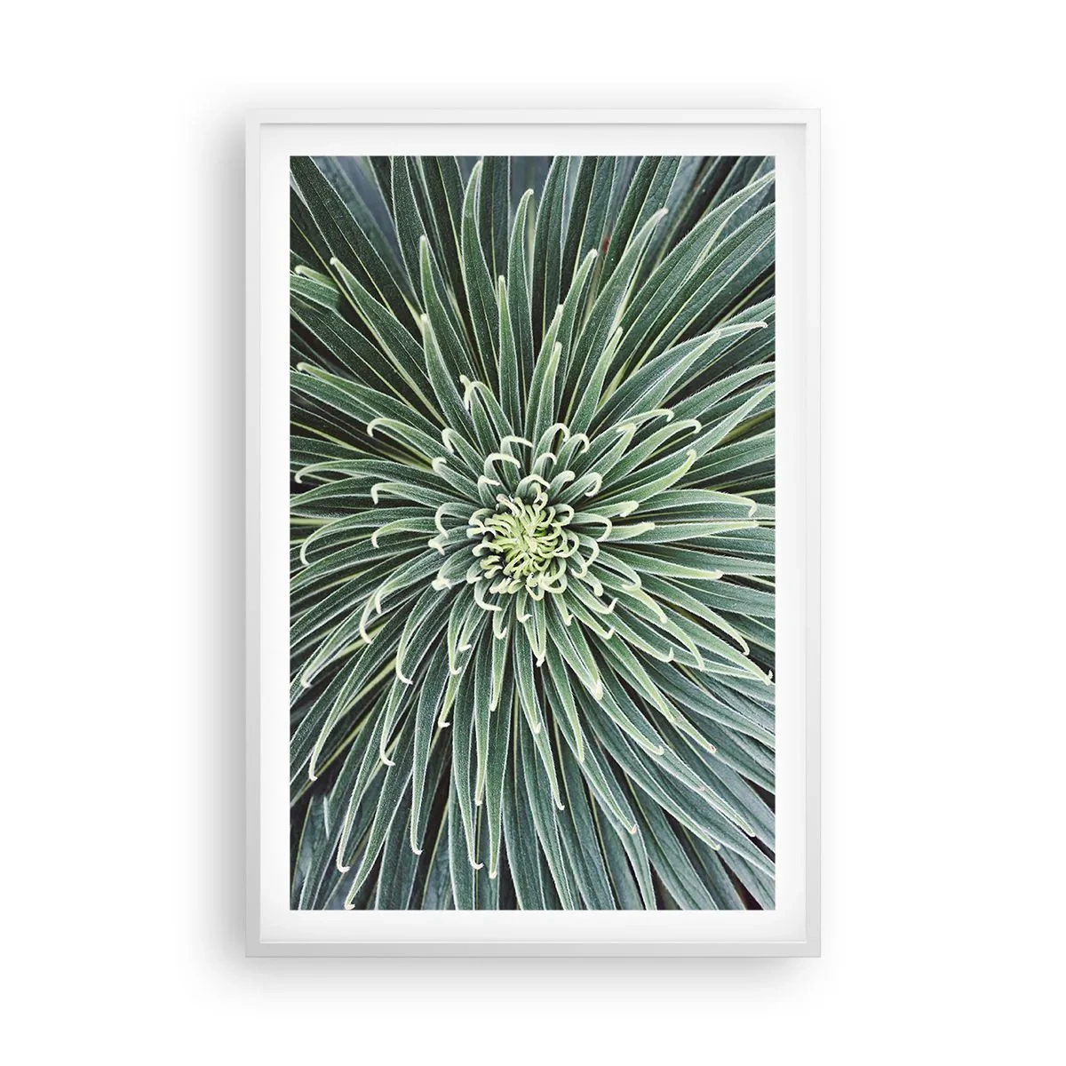 Plakat i hvid ramme - En stjernes fødsel - 61x91 cm