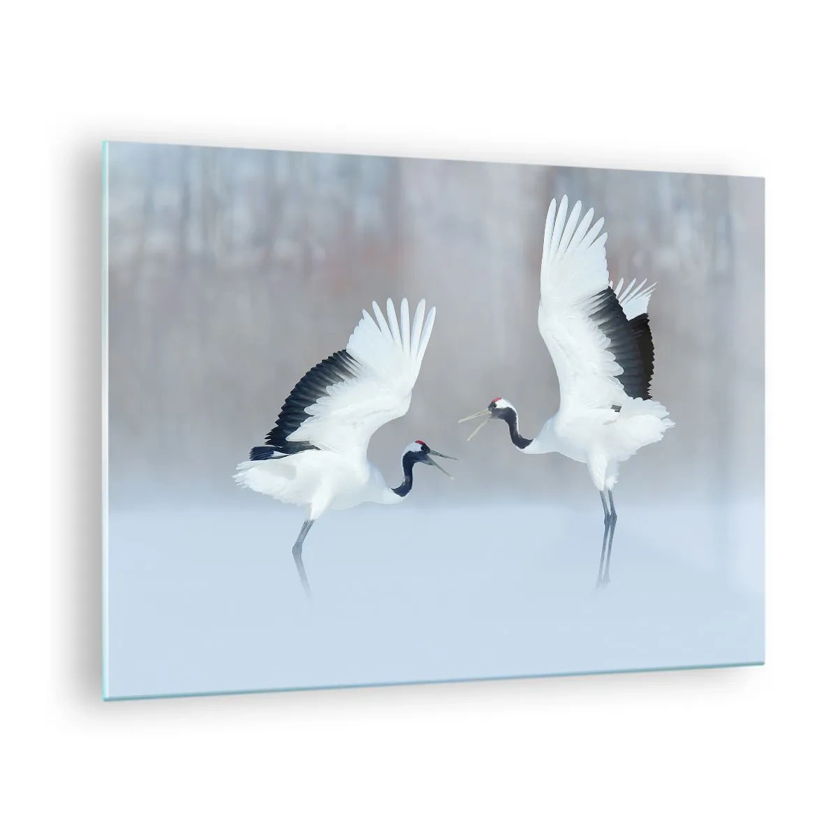 Billede på glas - Dansende traner mod en baggrund af et vinterlandskab - 70x50cm - Danser i tågen - Moderne vægdekoration til stue og soveværelse ARTTOR