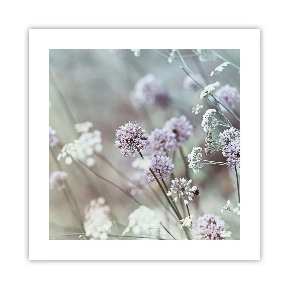 Plakat - Søde filigranurter - 40x40 cm