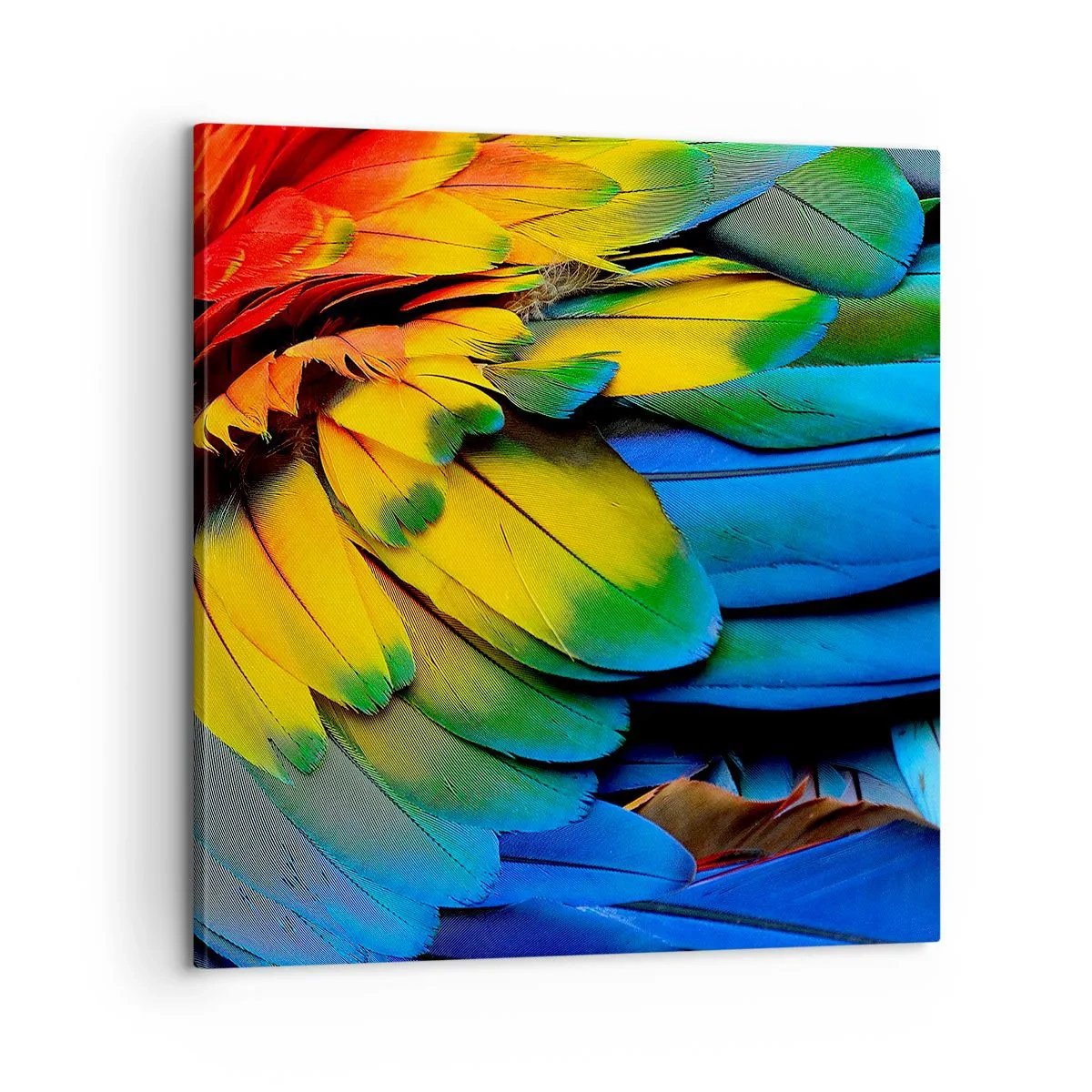 Lærredstryk - Billede på lærred - Paradisfugl - 60x60 cm