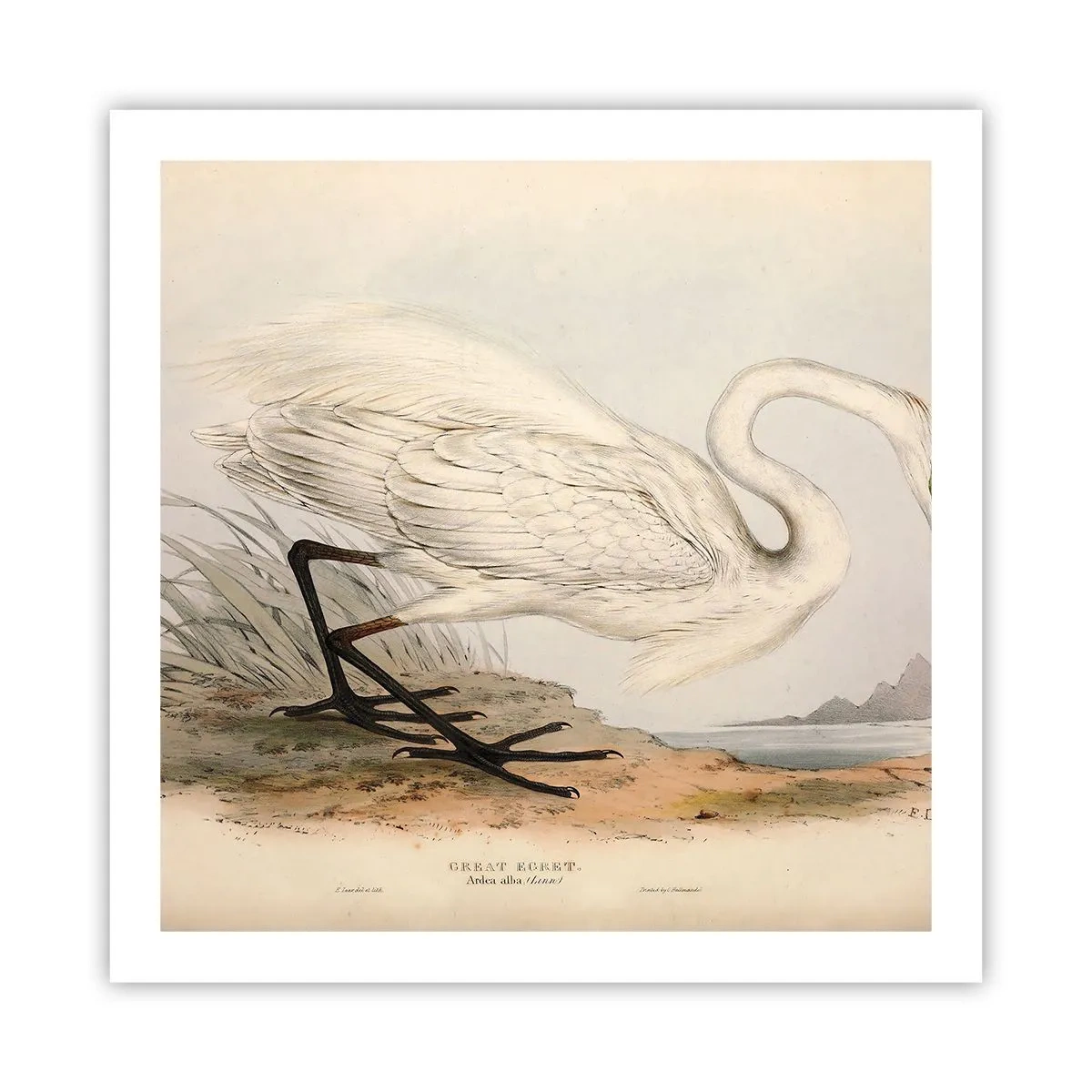 Plakat - Dame på sivene - 60x60 cm