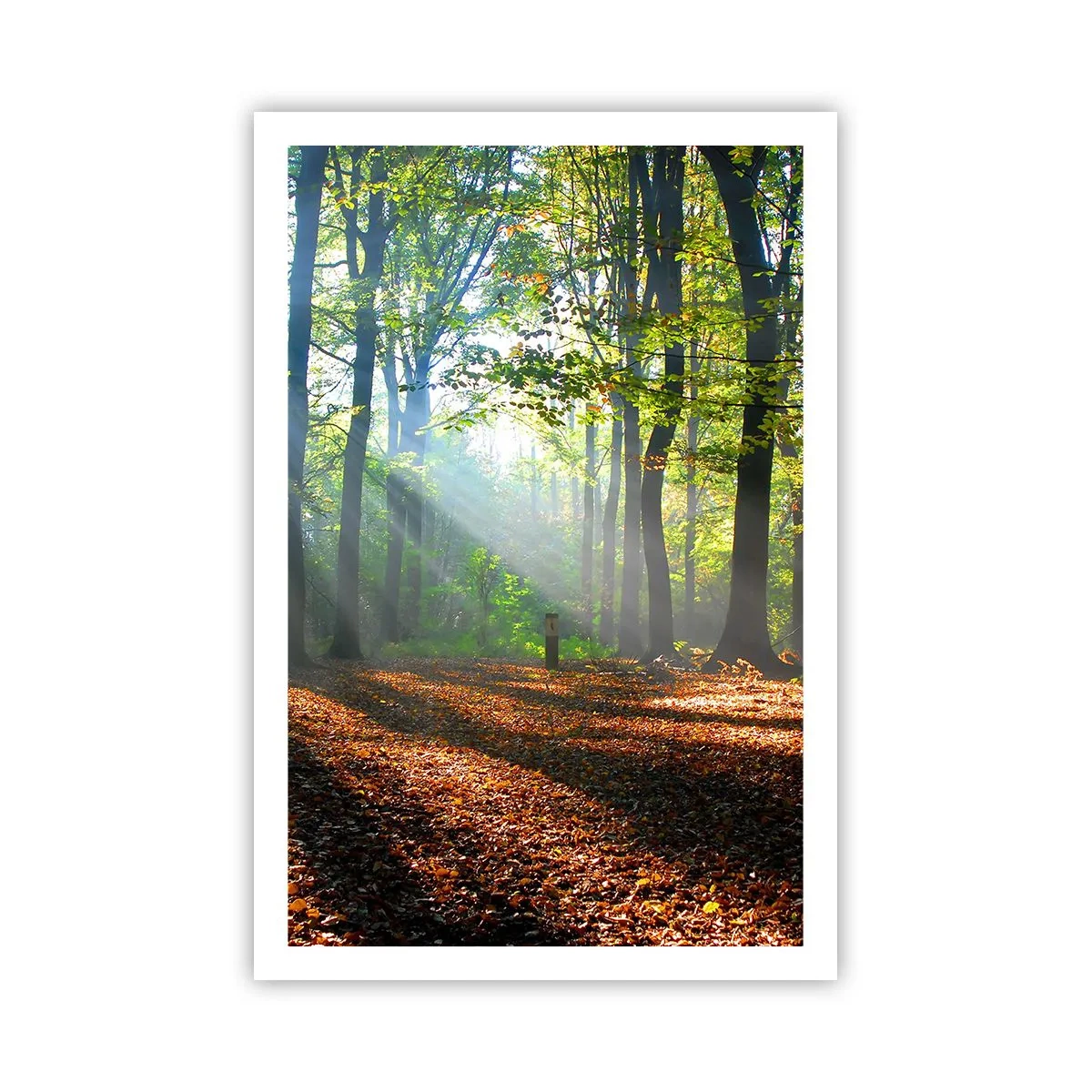 Plakat - Lys og skygger - 61x91 cm