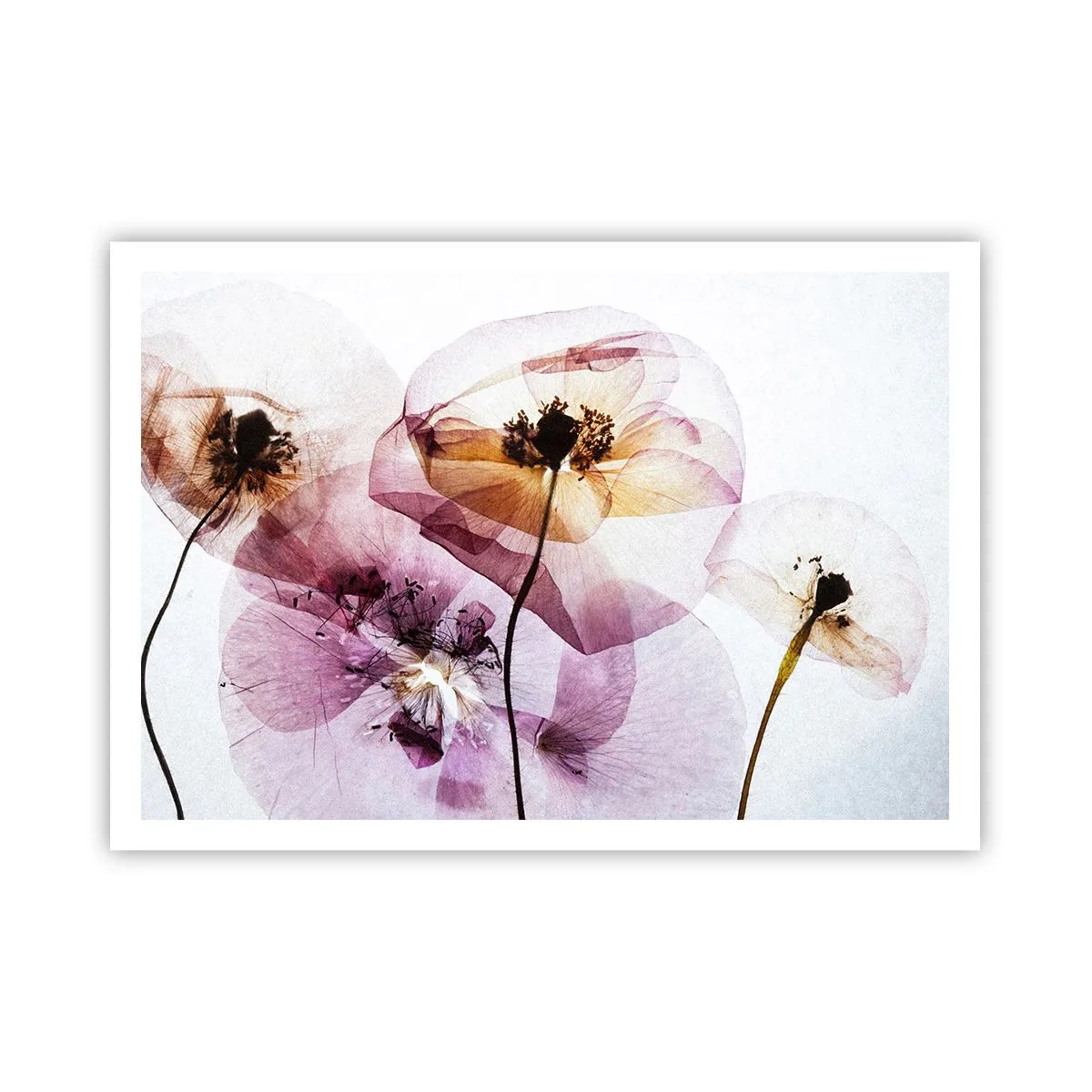 Plakat - Blomsterlegeme dias - 100x70 cm