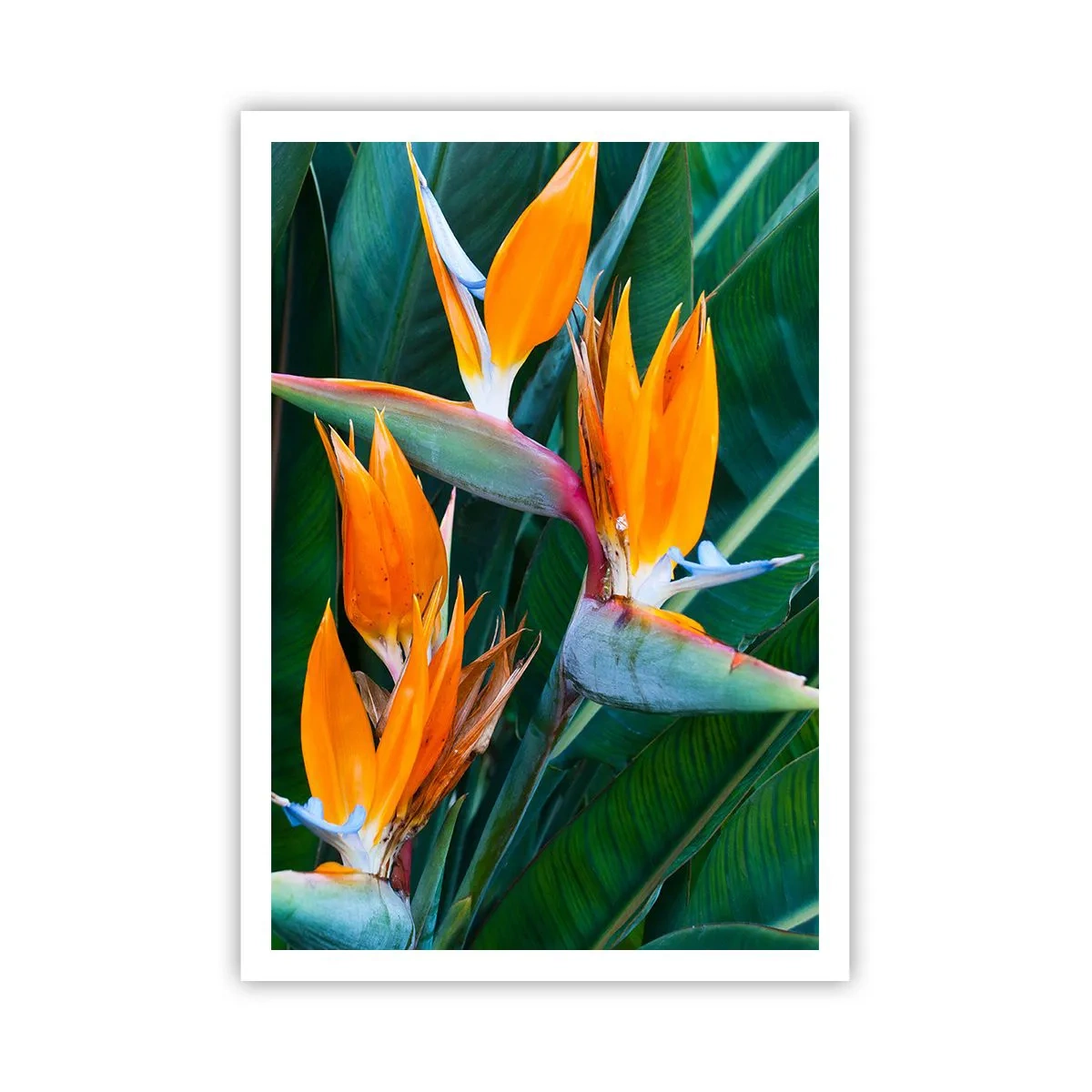 Plakat - Er det en blomst eller er det en fugl? - 70x100 cm