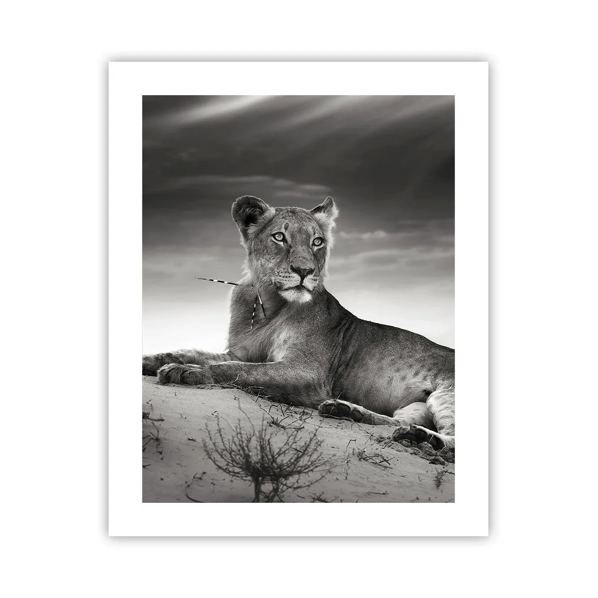 Plakat - Resten af ørkendronningen - 40x50 cm