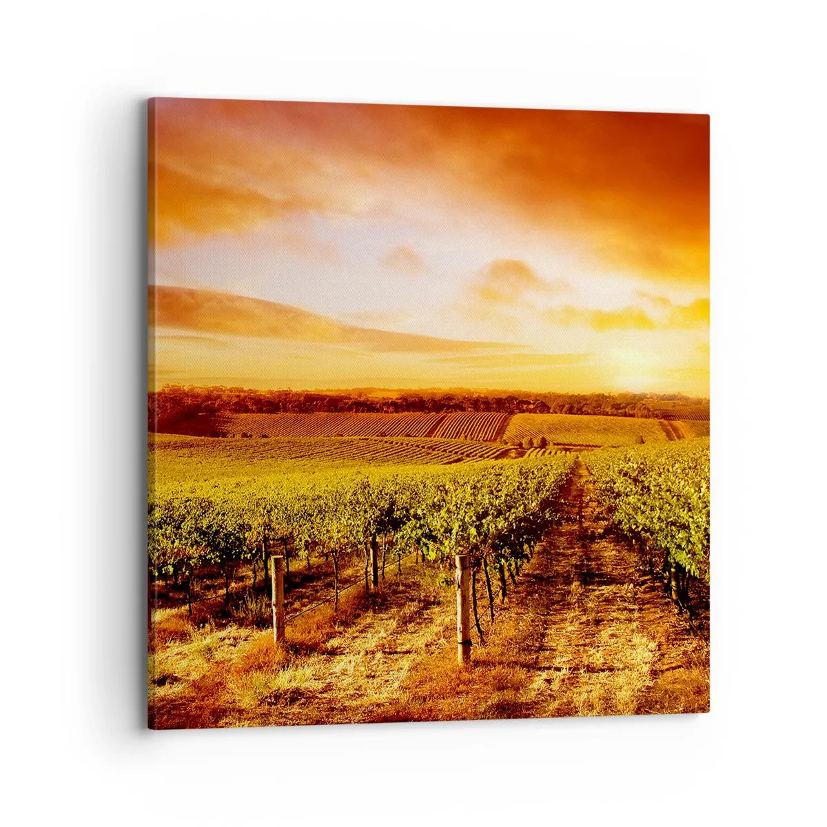 Lærredstryk - Billede på lærred - Delikat frugtagtig med et strejf af solskin - 70x70 cm