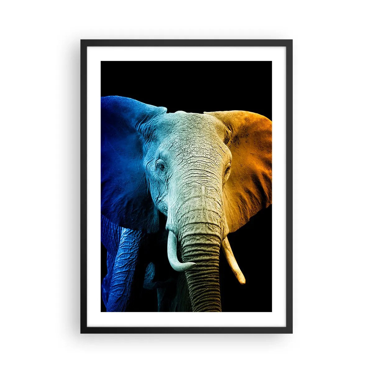 Plakat i sort ramme - Et farverigt billede af en elefant på en sort baggrund - 50x70cm - Excentrisk, ikke underlig - Moderne vægdekoration til stue og soveværelse ARTTOR