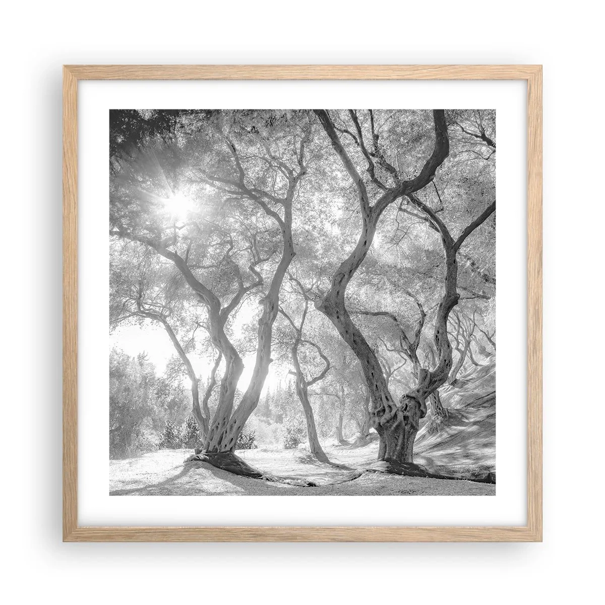 Plakat i ramme af lyst egetræ - I en olivenlund - 50x50 cm