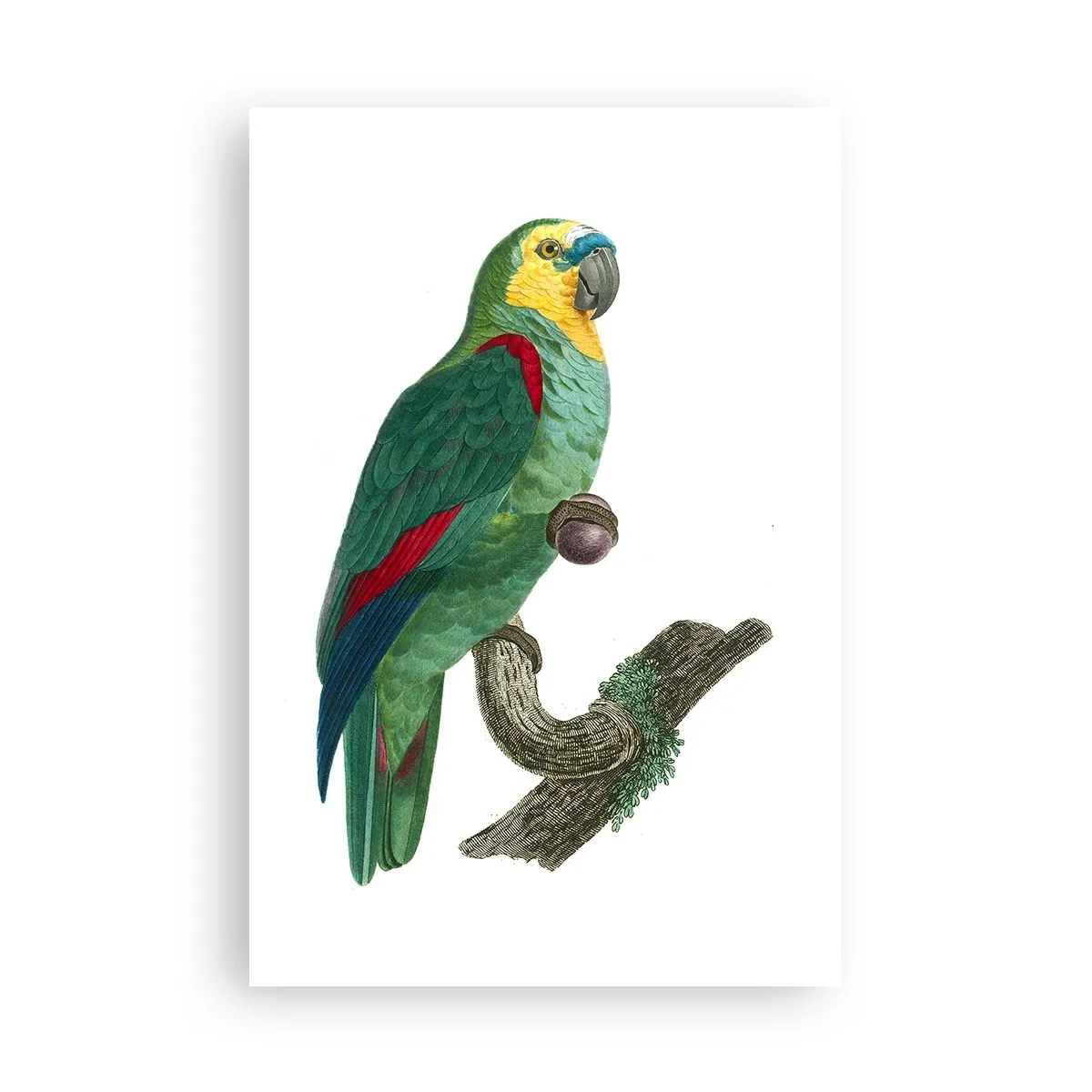 Plakat - Papegøjeportræt - 61x91 cm