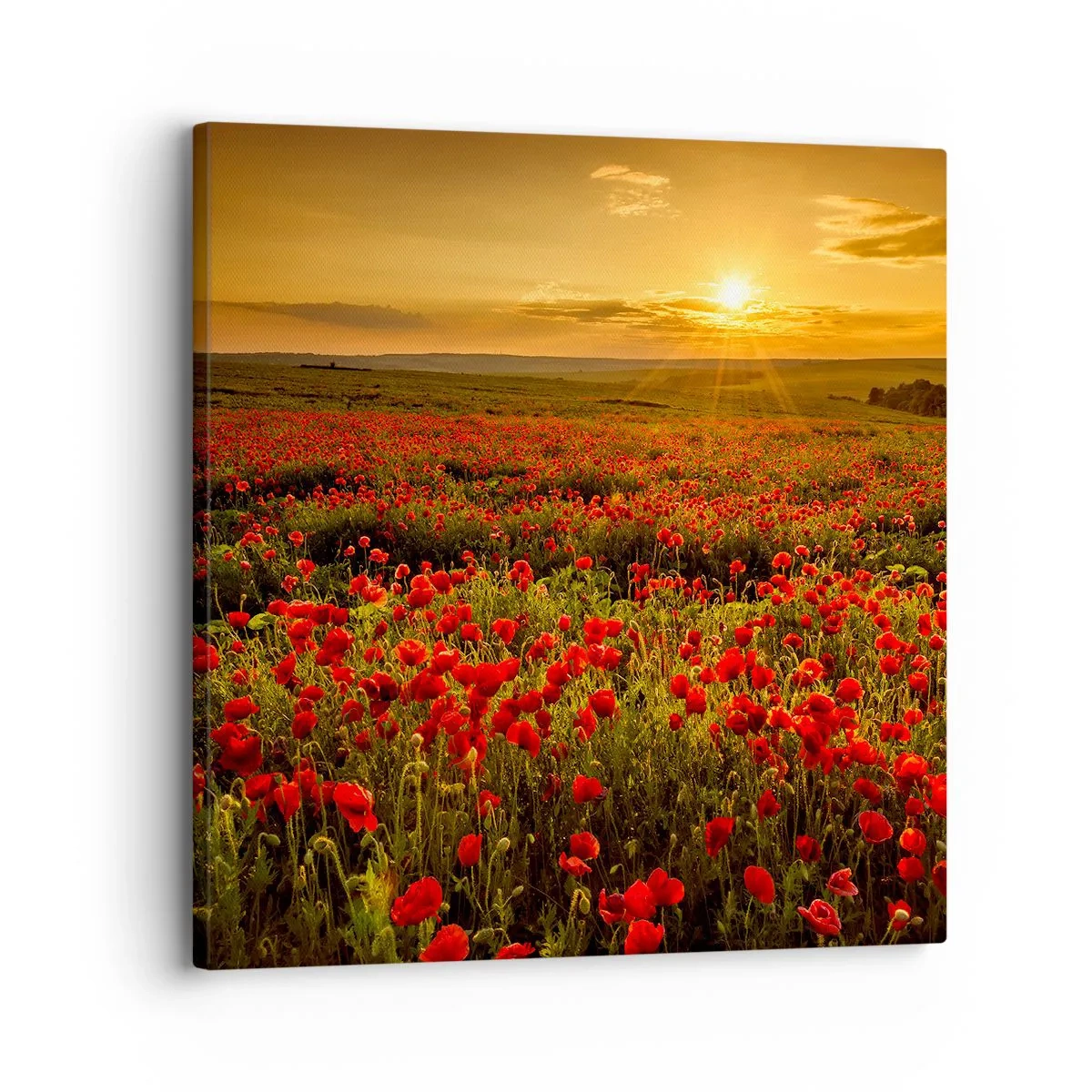 Lærredstryk - Billede på lærred - Blandt bølgerne af raslende enge, blandt flodblomster - 30x30 cm