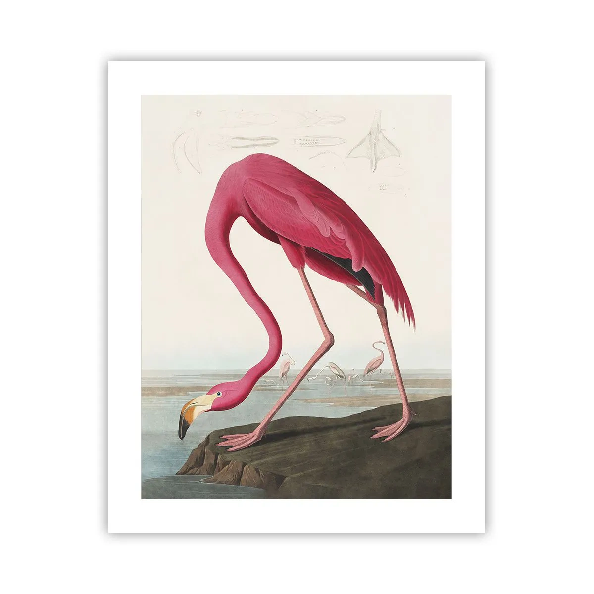 Plakat - Et forbløffende væsen - 40x50 cm