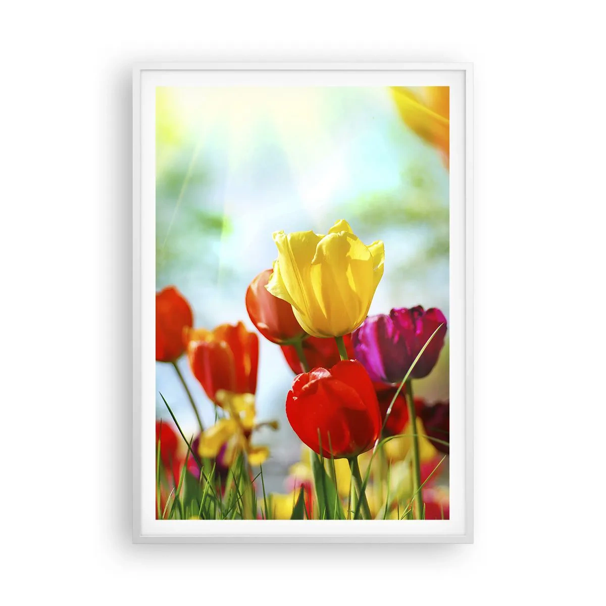 Plakat i hvid ramme - Alle solens farver - 70x100 cm