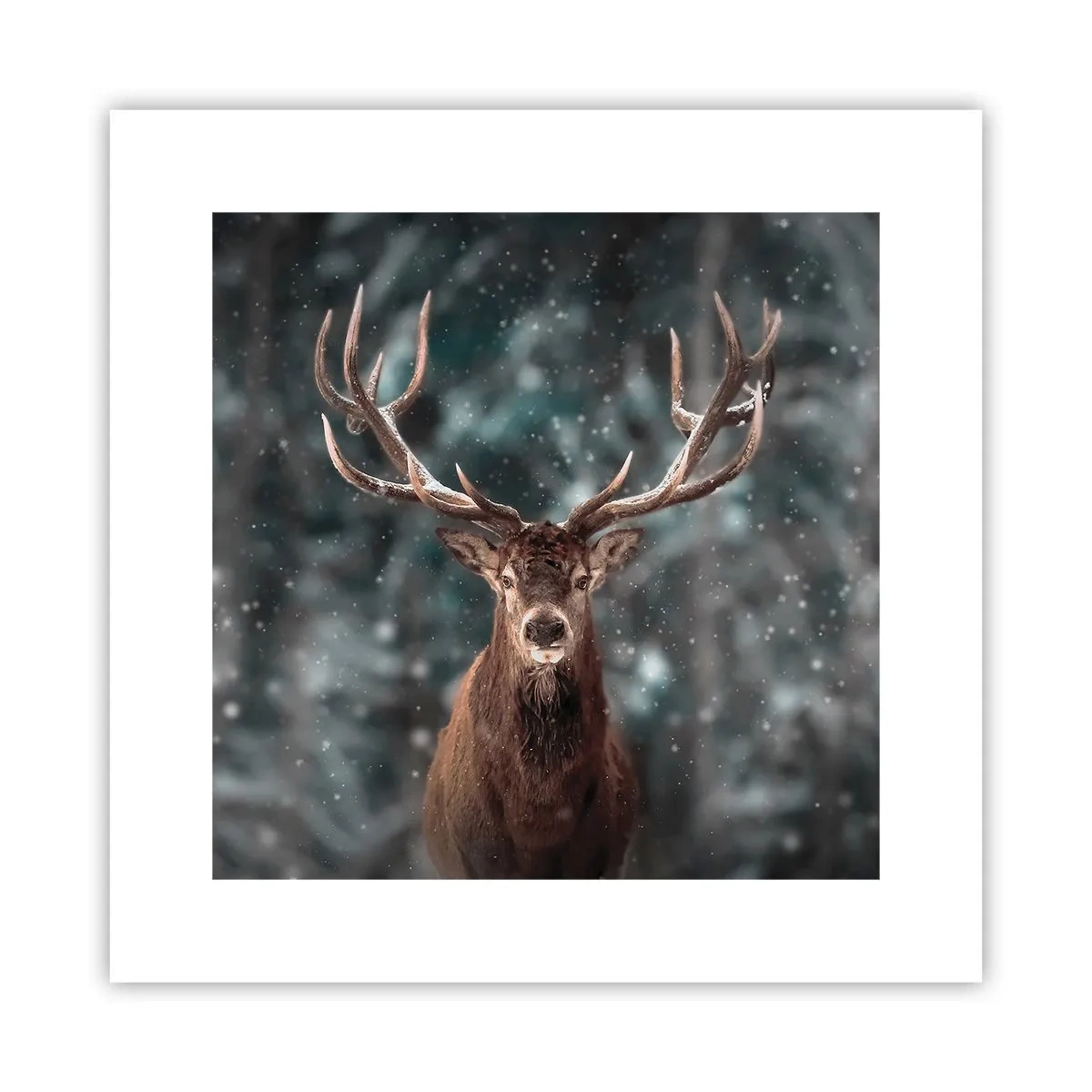 Plakat - Skovens konge kronet - 30x30 cm