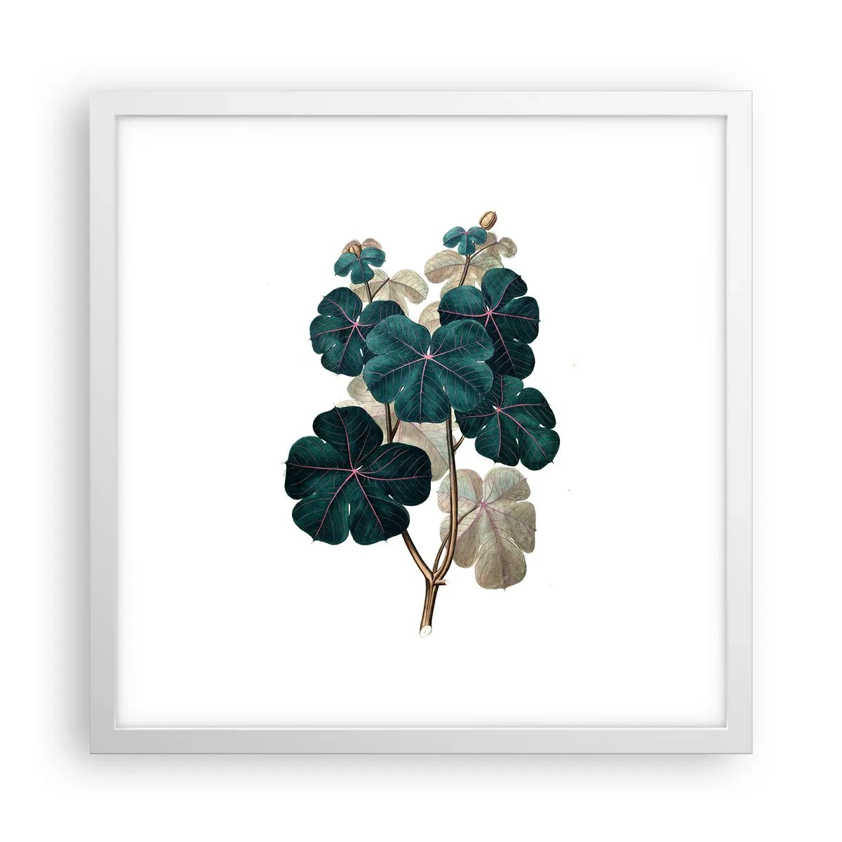 Plakat i hvid ramme - Fra et gammelt herbarium - 40x40 cm