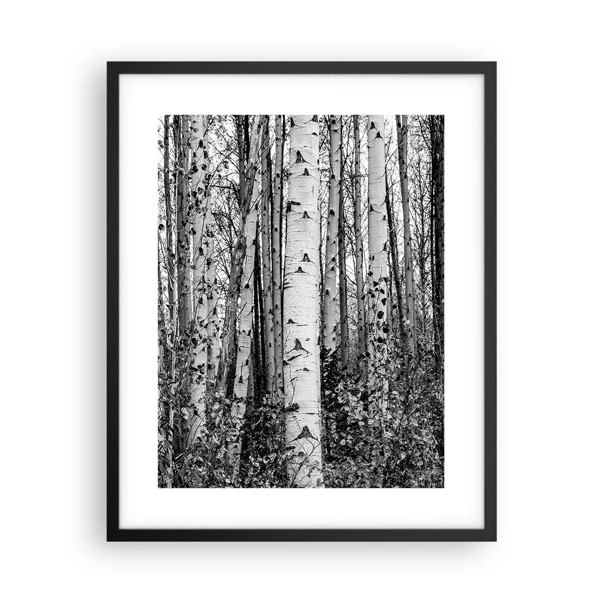 Plakat i sort ramme - Kolonnade af birk - 40x50 cm