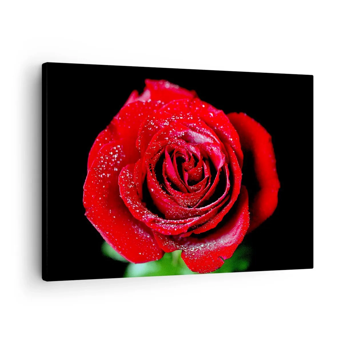 Lærredstryk - Billede på lærred - En rød rose dækket med dugdråber på en sort baggrund. - 70x50cm - Det er kærlighed - Moderne vægdekoration til stue og soveværelse ARTTOR